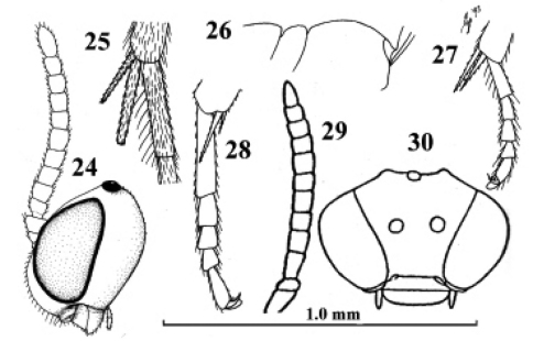 Figures 24–27.