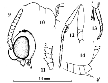 Figures 9–14.