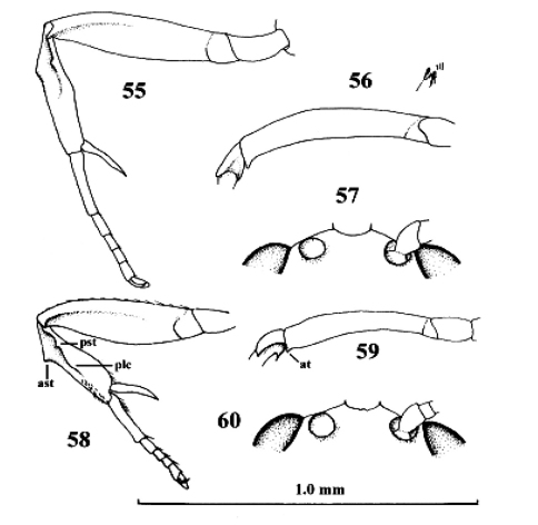 Figures 55–57.