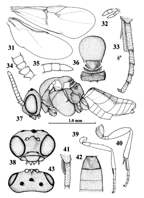 Figures 31–43.