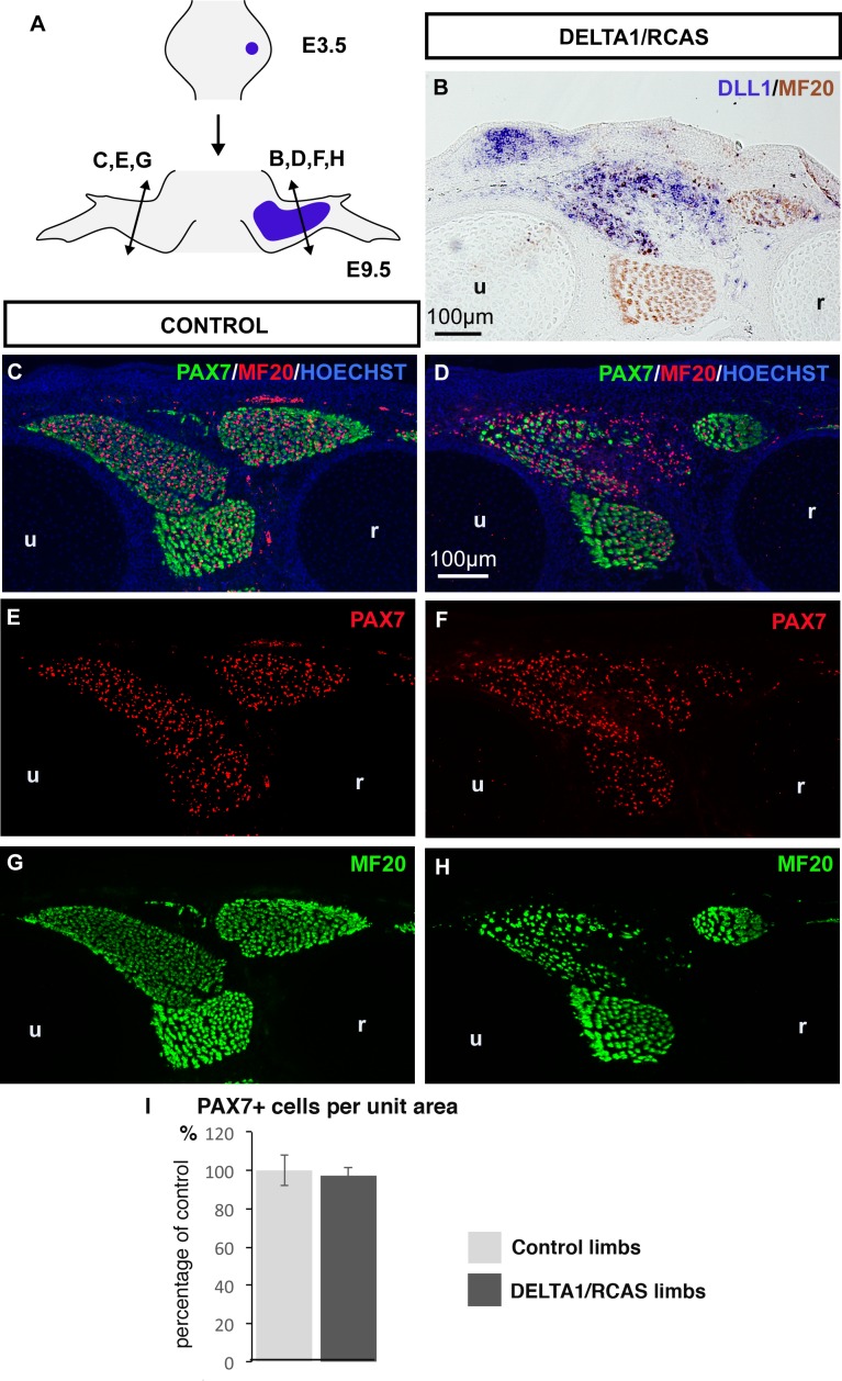 Figure 4—figure supplement 1.