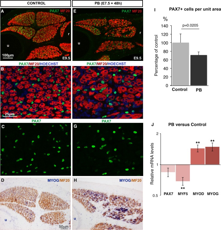 Figure 1—figure supplement 1.