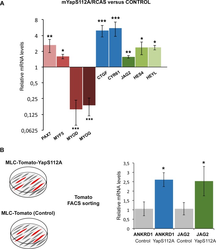 Figure 7—figure supplement 1.