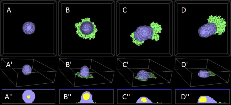 Figure 4