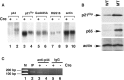 Fig 7