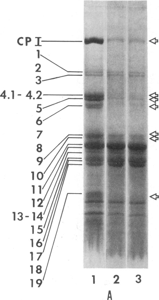 graphic file with name pnas00003-0354-a.jpg