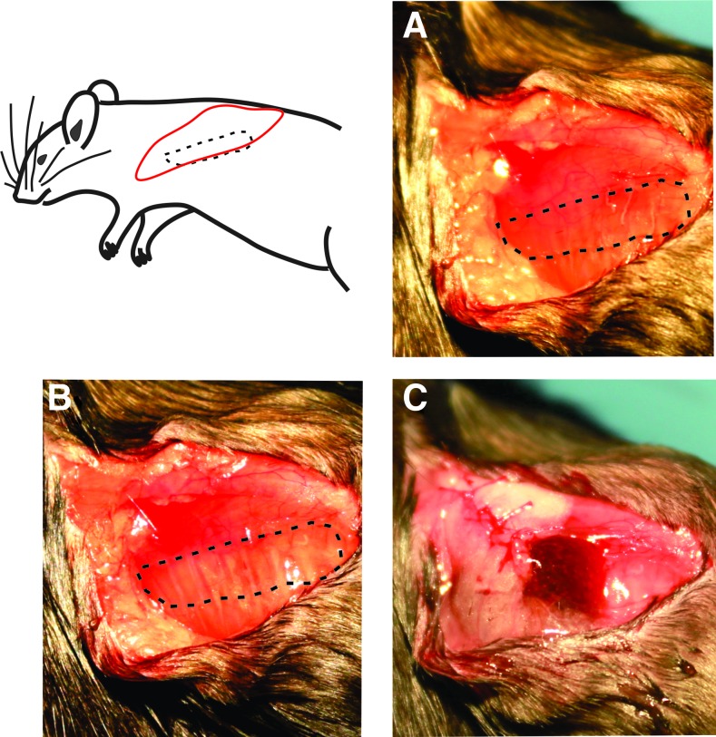 FIG. 1.