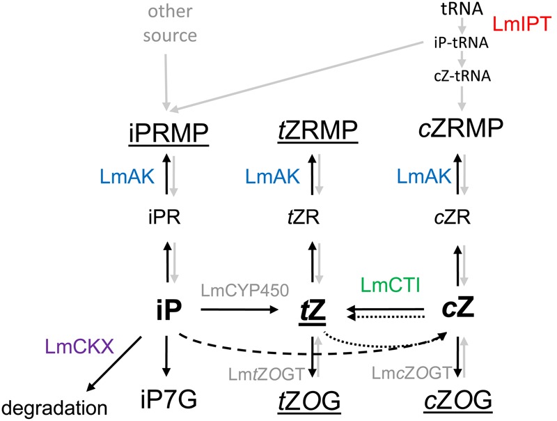 FIGURE 11