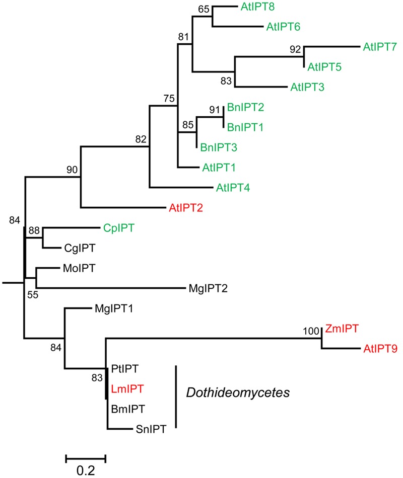 FIGURE 6