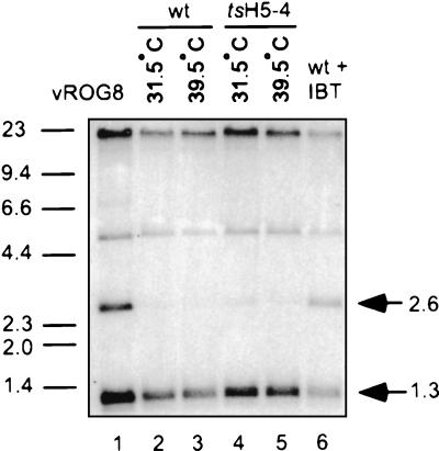 FIG. 5