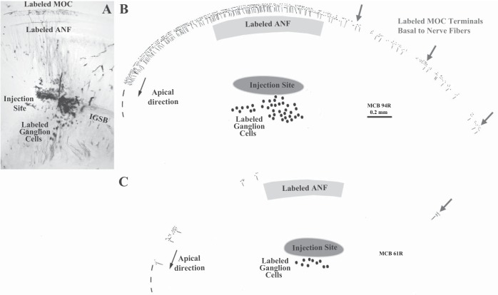 Fig. 6.