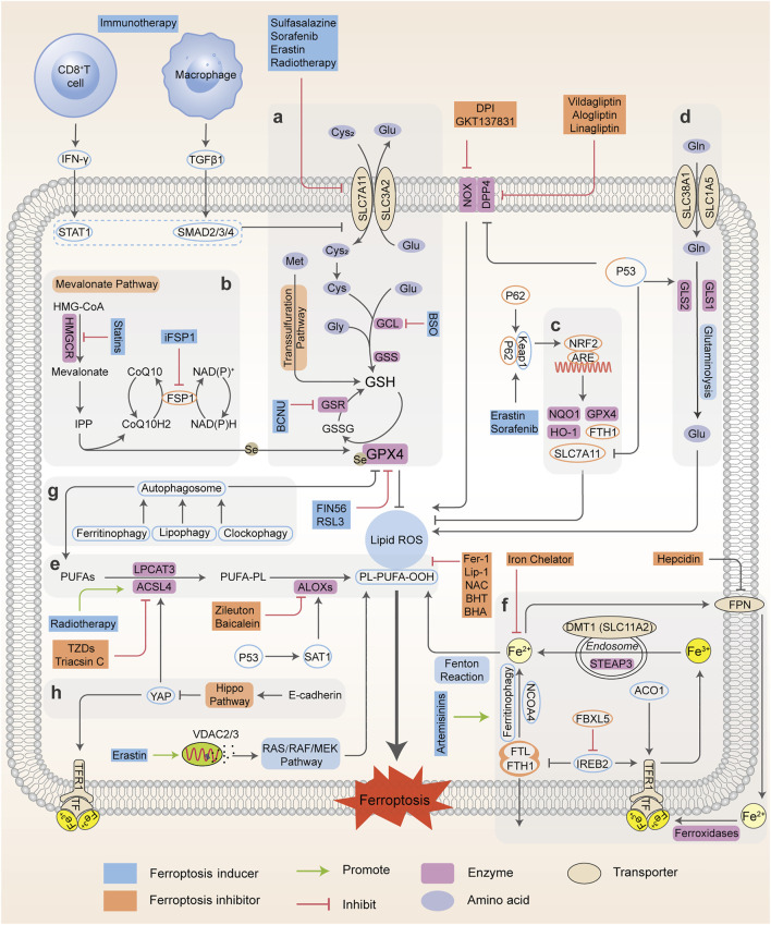 FIGURE 1