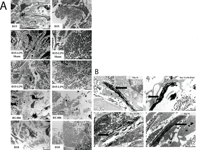 Figure 11: