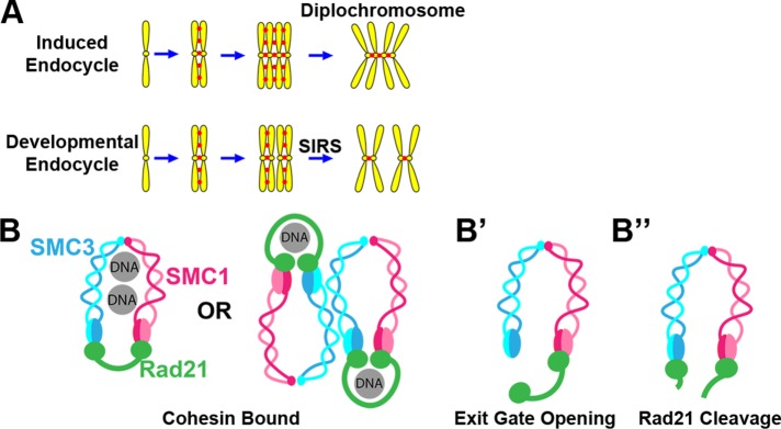 FIGURE 1: