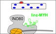 graphic file with name EMBJ-39-e105098-g013.jpg