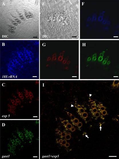 Figure 11.