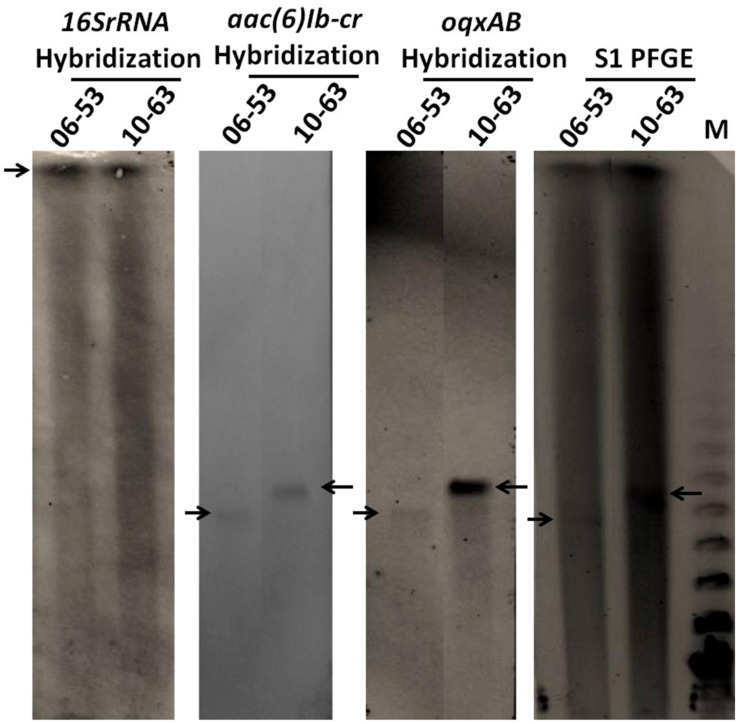 FIGURE 1