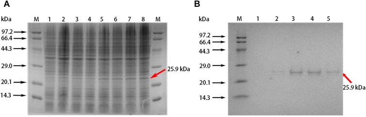 FIGURE 4