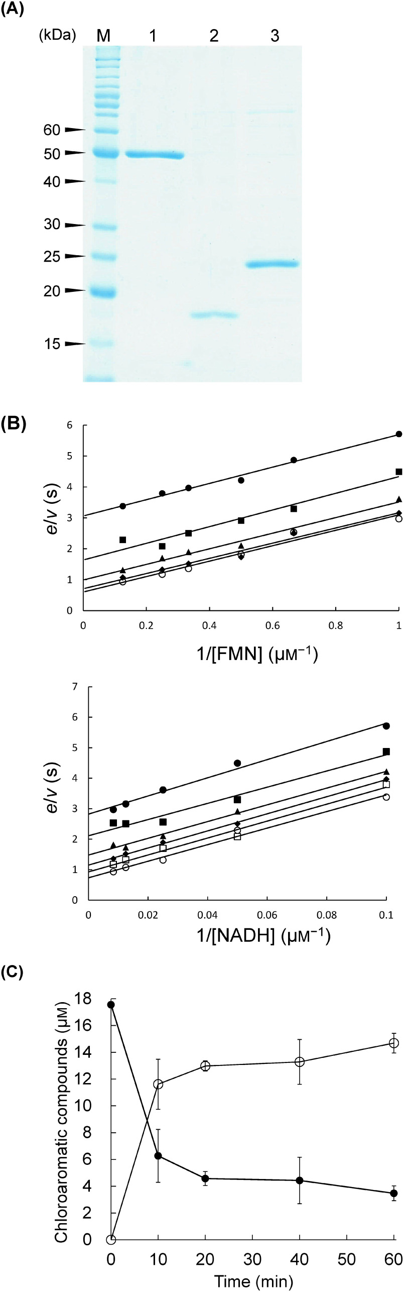 Fig. 3. (Reprinted from Ref. 35.) A) Purified C-terminally histidine-tagged HcbA1, HcbA2, and HcbA3 as shown by SDS-PAGE. Lane M, marker proteins; lane 1, oxidative HCB dehalogenase HcbA1C-His; lane 2, putative flavin reductase HcbA2C-His; lane 3, NADH:FMN oxidoreductase HcbA3 C-His. B) Double reciprocal plots of HcbA3C-His steady-state kinetics. Top: assays were performed using 25 nM HcbA3C-His, 1–8 µM FMN, and various fixed concentrations of NADH, including 10 µM (●), 20 µM (■), 40 µM (▲), 80 µM (◆), and 120 µM (○). Bottom: assays were performed using 25 nM HcbA3C-His, 10–120 µM NADH, and various fixed concentrations of FMN, including 1 µM (●), 1.5 µM (■), 2 µM (▲), 3 µM (◆), 4 µM (○), and 8 µM (□). C) Conversion of HCB (●) to PCP (○) via oxidative dehalogenation of HcbA1C-His-HcbA3C-His. Each error bar indicates the standard error for triplicate samples.