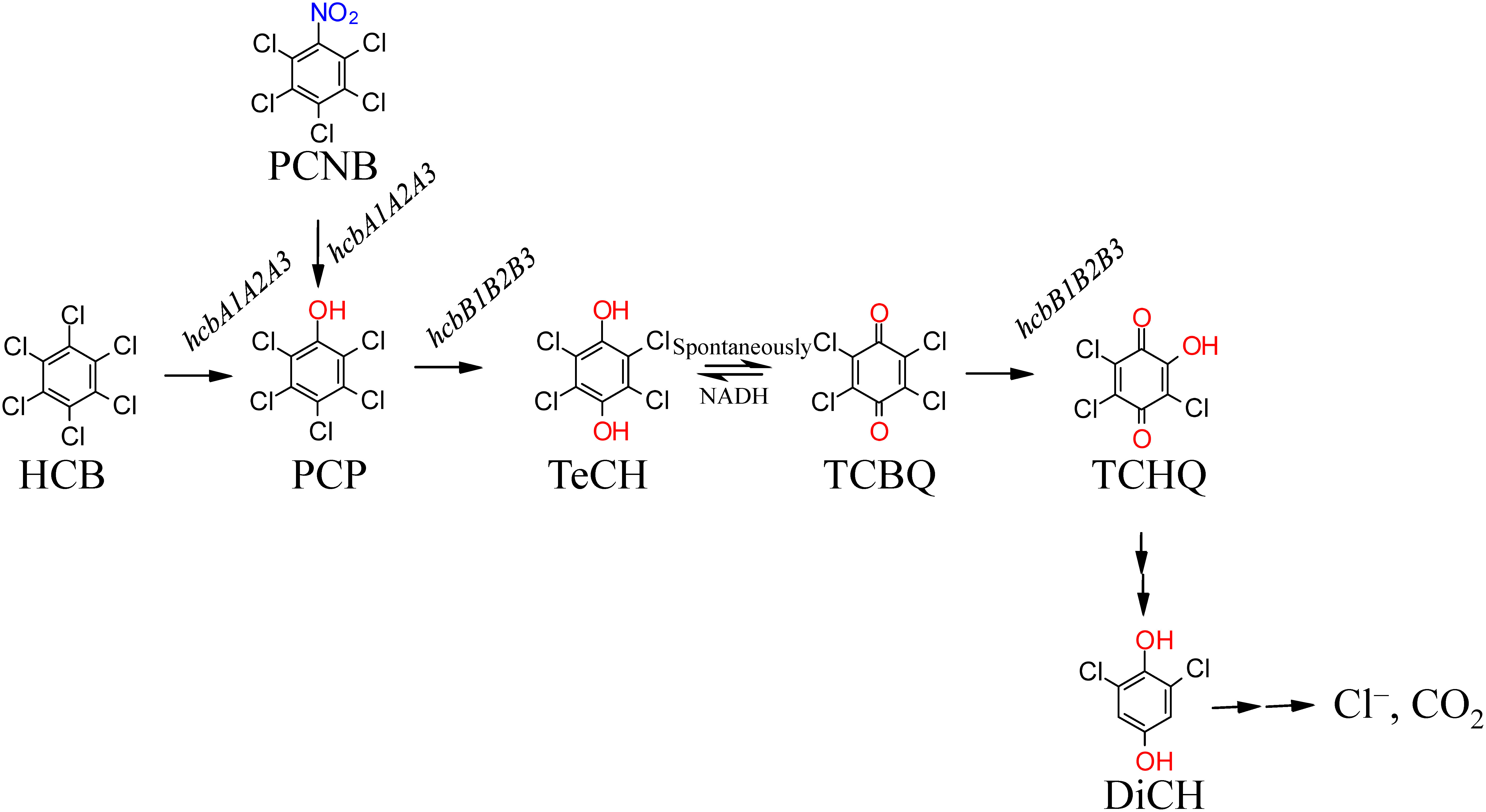 Fig. 1. Proposed pathway for the aerobic degradation of HCB and PCNB by PD653. HCB; hexachlorobenzene, PCNB; pentachloronitrobenzene, PCP; pentachlorophenol, TeCH; 2,3,5,6-tetrachloro-p-hydroquinone, TCBQ; 2,3,5,6-tetrachloro-p-benzoquinone, TCHQ; 2,5,6-trichloro-p-hydroquinone, DiCH; 2,6-dichloro-p-hydroquinone. (Reprinted from Ref. 58)