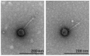 Figure 1. Particles of JuneStar and Pumpkins