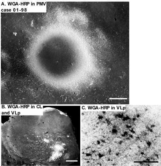 Fig 10