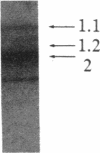 1435
