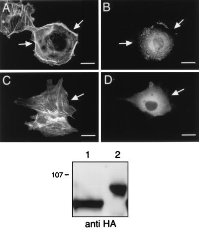 FIG. 8