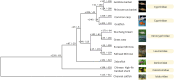 Figure 7: