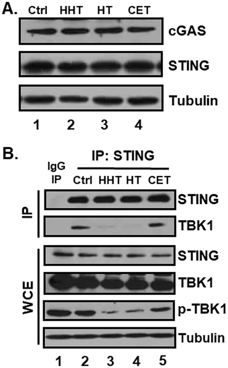 Fig 7