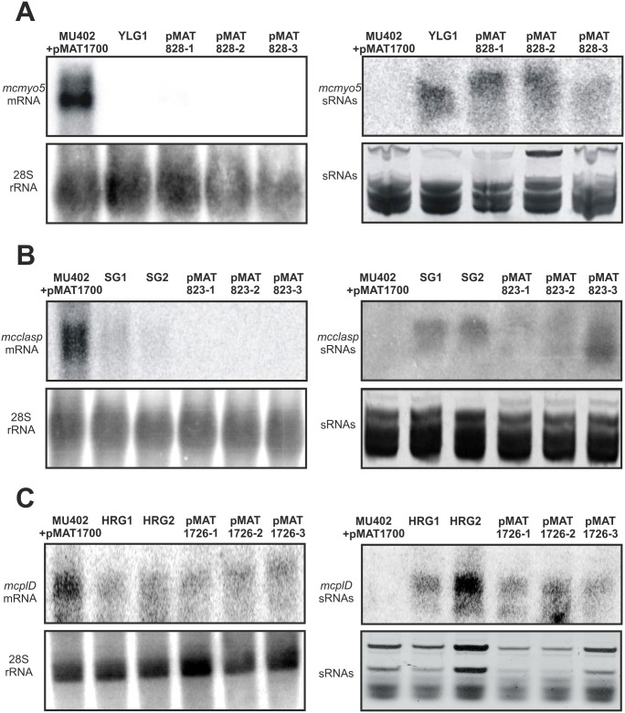 Fig 4