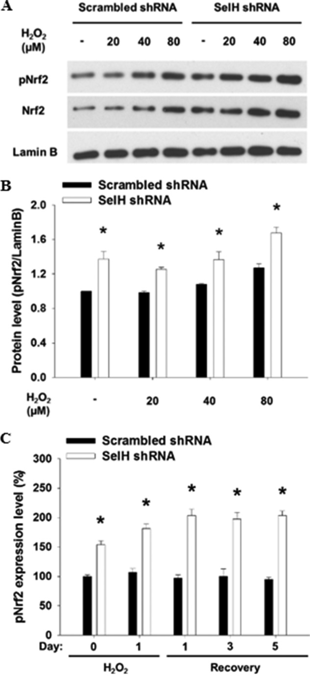 FIGURE 7.