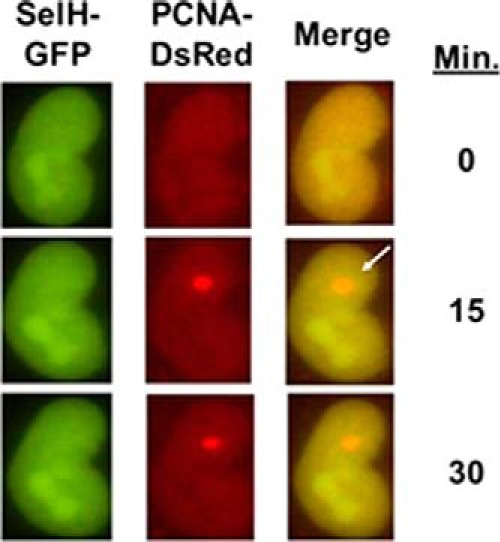 FIGURE 4.