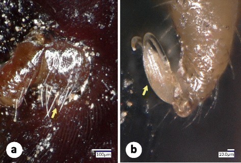 Fig. 2