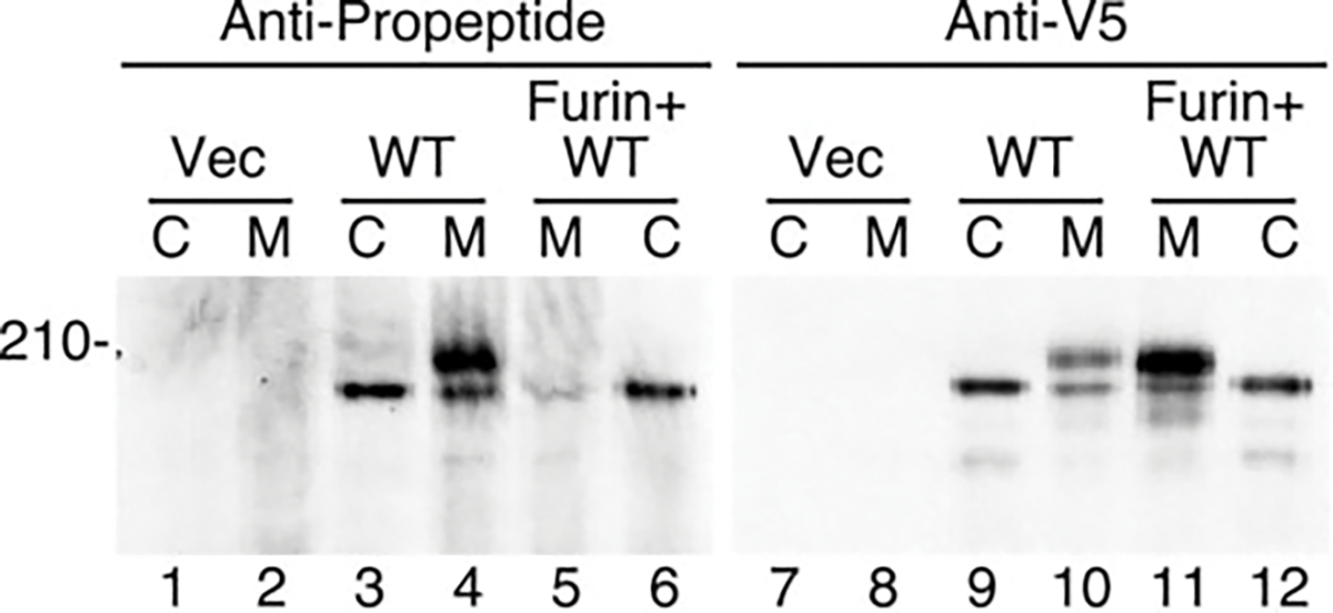 FIG. 4.