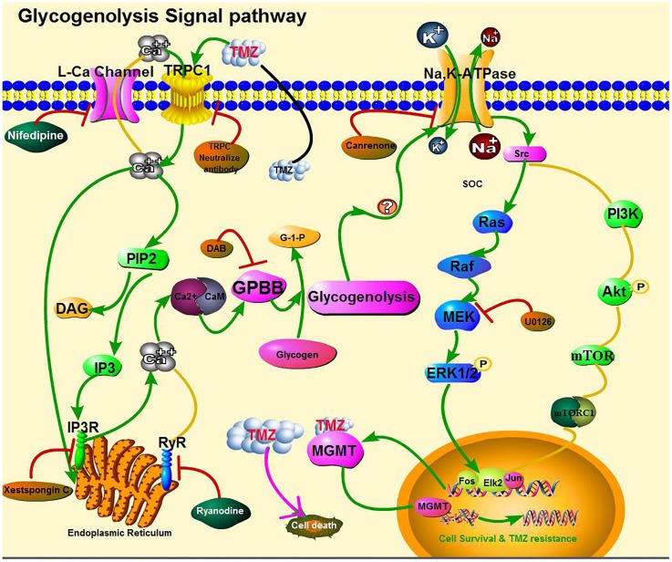 FIGURE 13