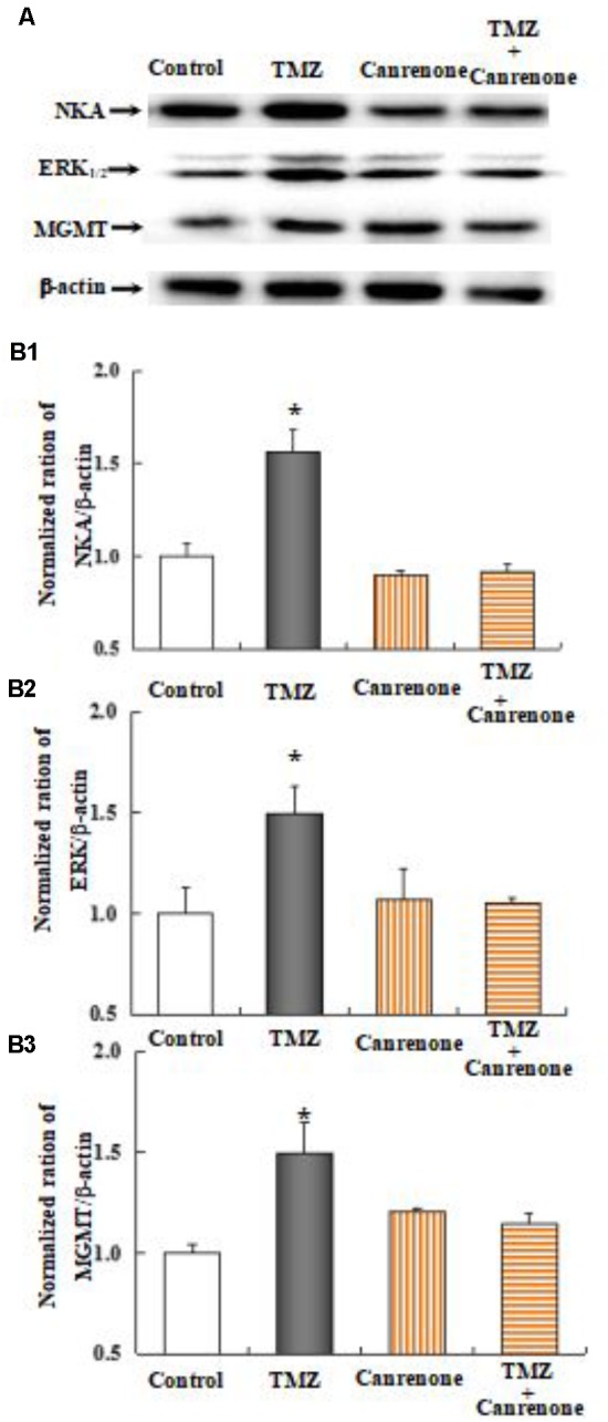 FIGURE 11