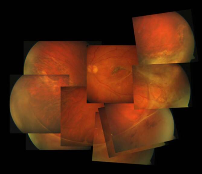 graphic file with name 347_2020_1290_Fig8_HTML.jpg