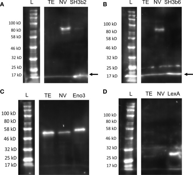 Figure 4