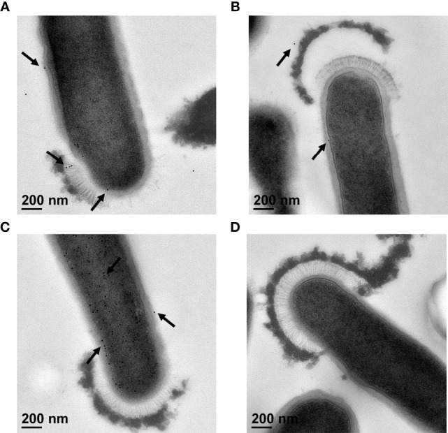 Figure 5