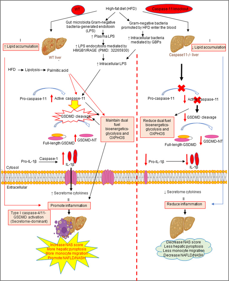 Figure 6