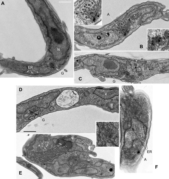 Fig. 8