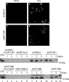 FIG. 9.