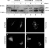FIG. 8.
