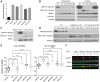 Figure 3. Functional characterization of NBN p.L19* and p.N71fs in NBS-ILB1 cell line. A, qPCR Validation of the overexpression of mutant cDNAs. B, Western blots revealed the generation of a novel truncated protein fragment of ∼45 kDa (p45). C, C-terminal HA-tagging confirmed the binding of p45 to MRE11. D, Identification of p.M389 as the preferential alternative translation initiation site for the expression of p45. E, γ-irradiation exposure shows impaired ability of p.L19* and p.N71fs to rescue cell viability, similar to p.K219fs models. Significance was assessed by two-way ANOVA (*, P ≤ 0.05; ****, P ≤ 0.0001). F, Activation of the ATM axis as measured by KAP1 phosphorylation is impaired in p.L19* and p.N71fs following γ-irradiation.