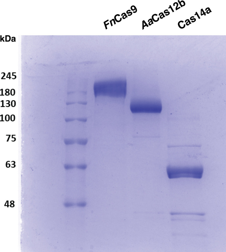 Figure 5—figure supplement 2.