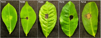 Fig. 5