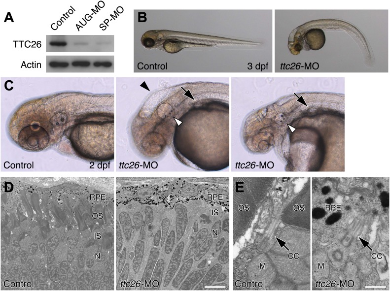 Figure 2—figure supplement 1.