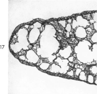 Fig. 17