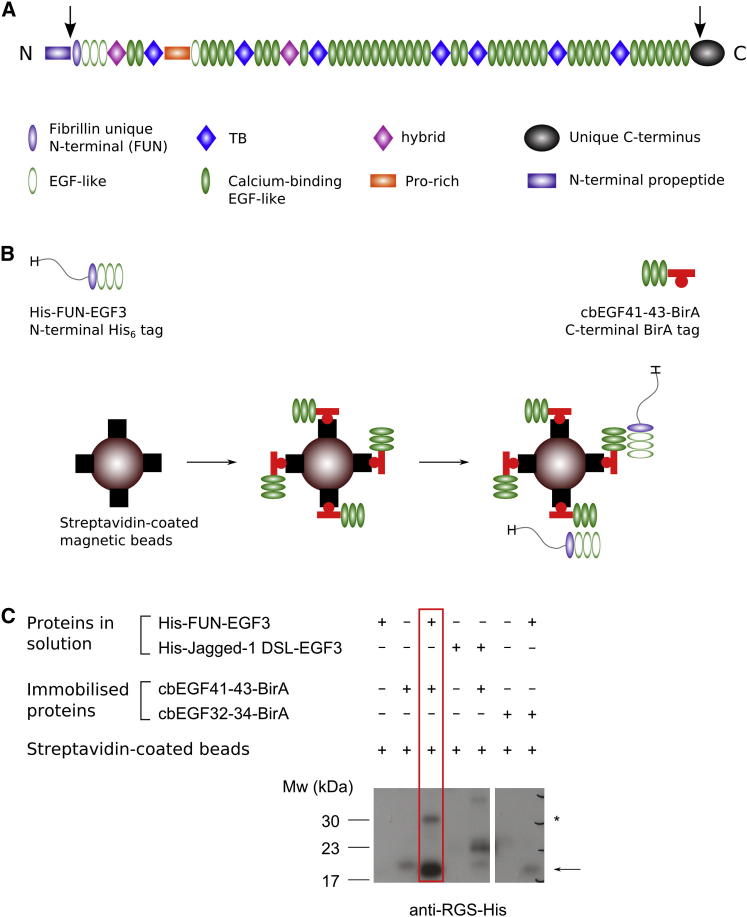 Figure 1